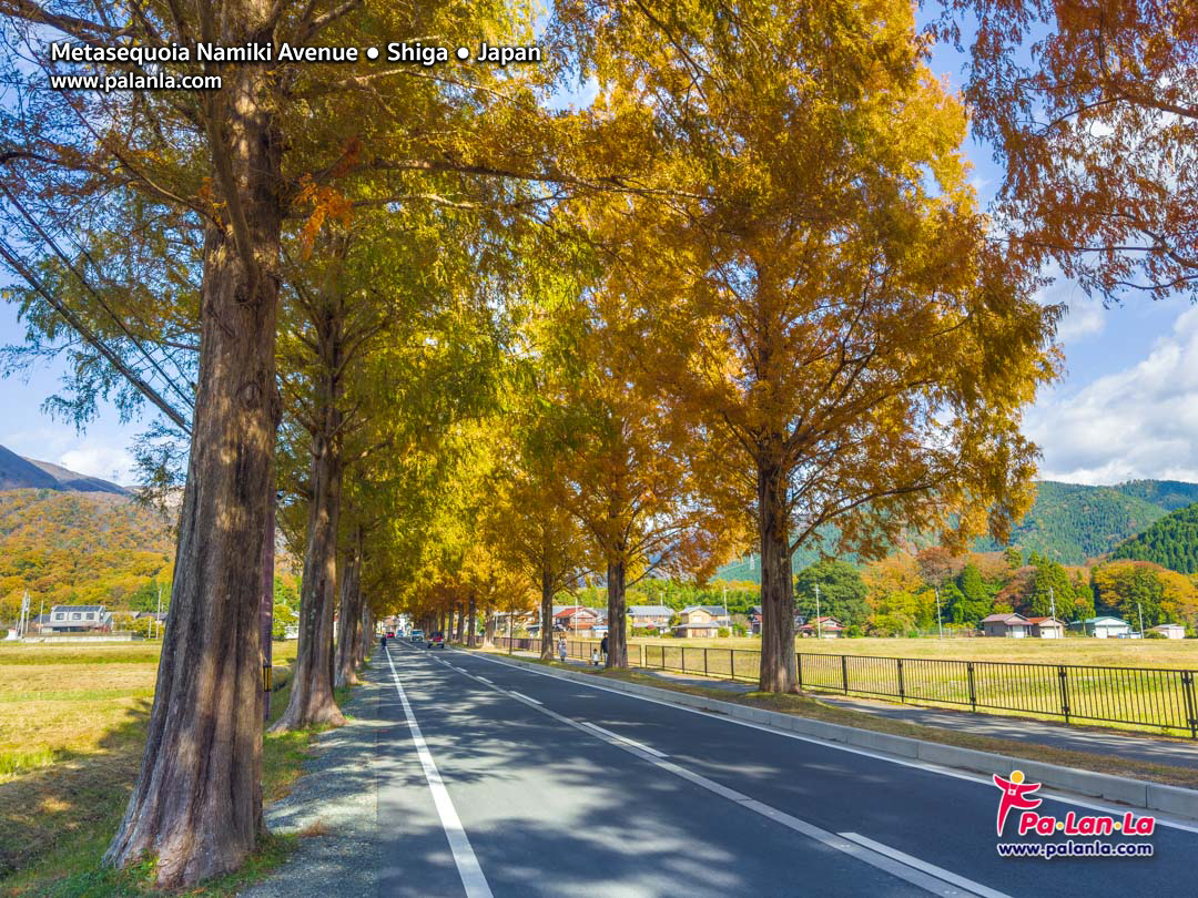 Metasequoia Namiki Avenue